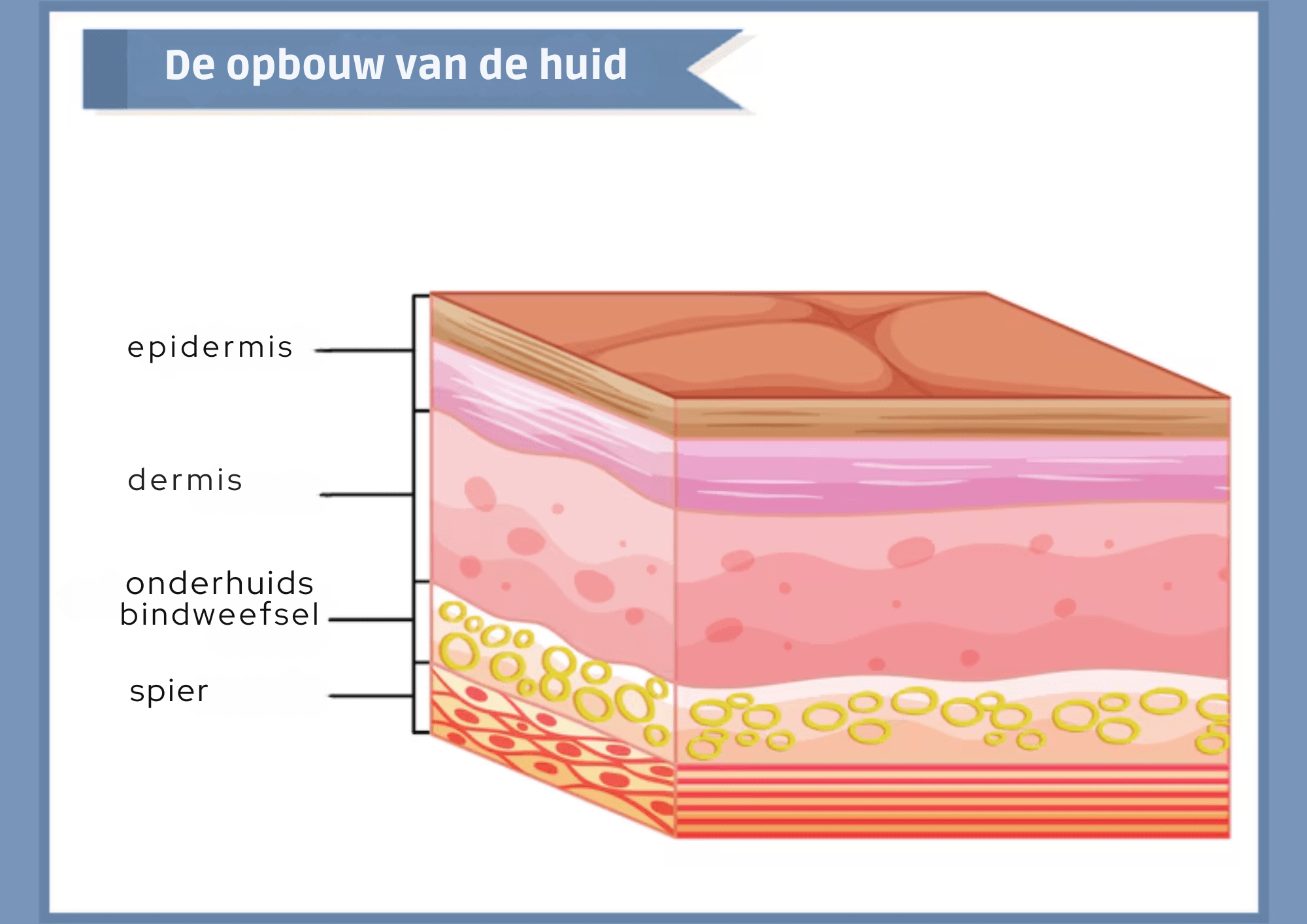 opbouw van de huid de huid hydrateren, huidverzorging