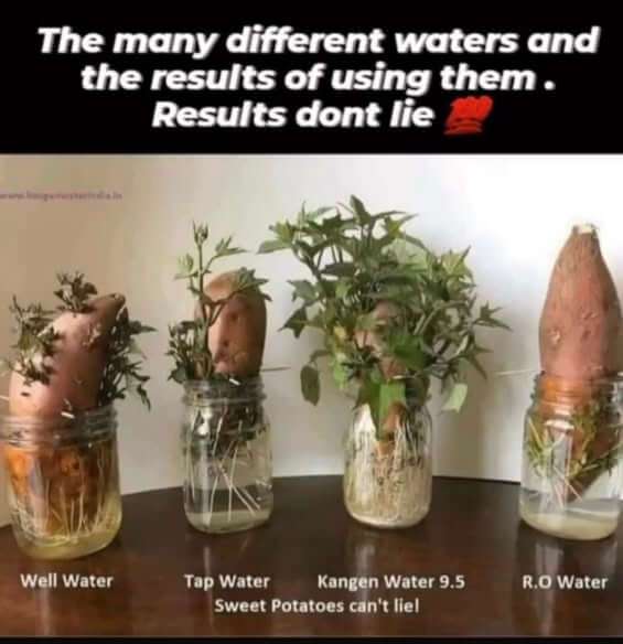Zoete aardappel kiemen in osmosewater versus ander water