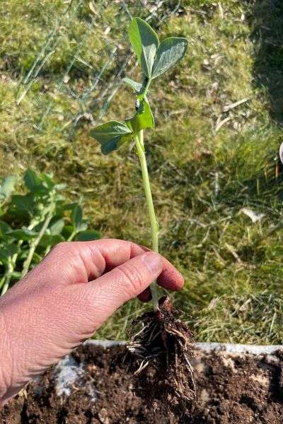 plantjes voorzichtig loshalen zodat wortels niet beschadigen