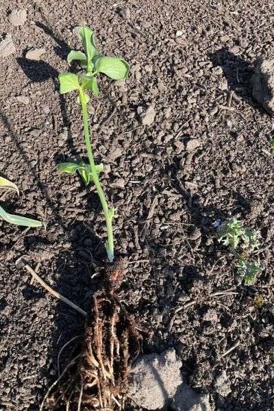kiemplantjes planten