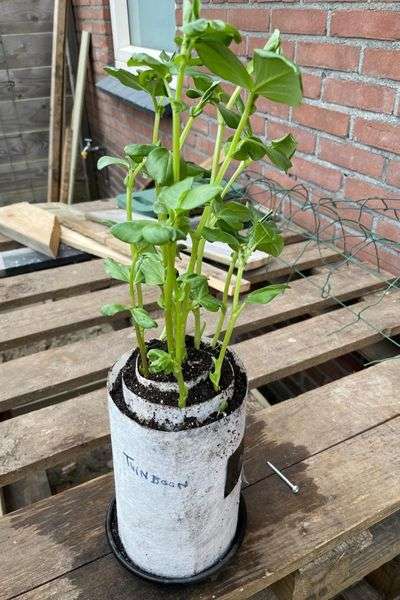 kiemplantjes in de rol van de snailmethode buiten afharden
