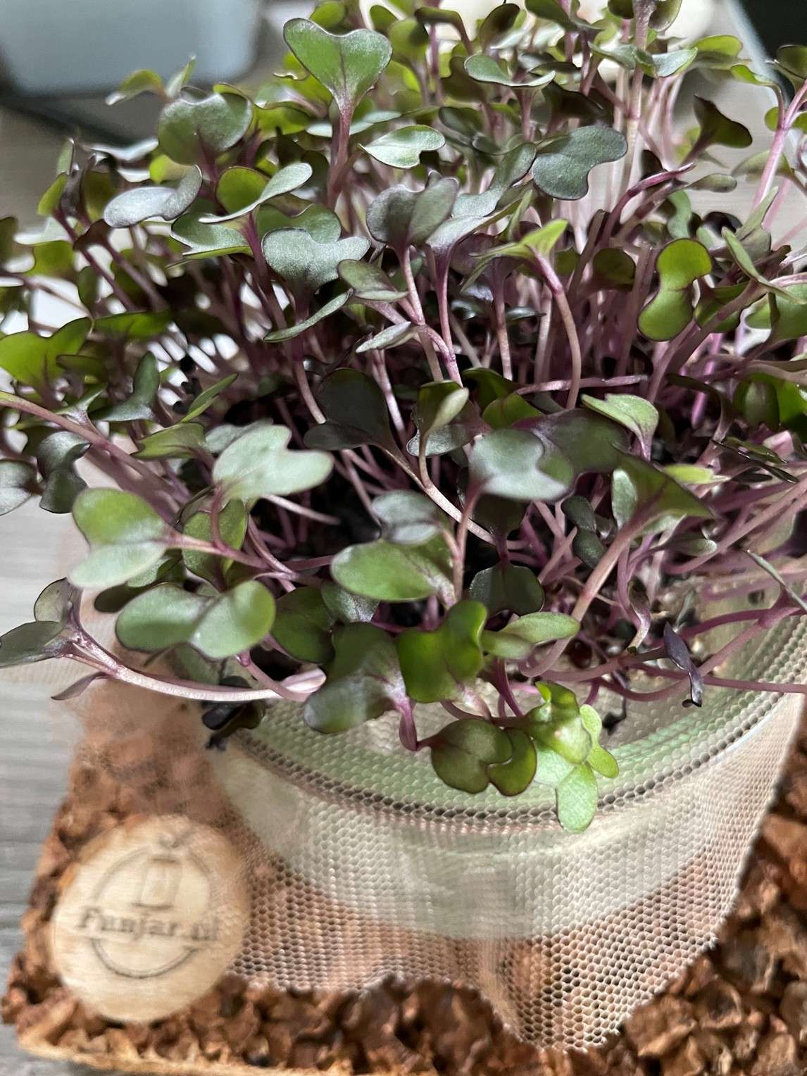 kiemen van de rode kool