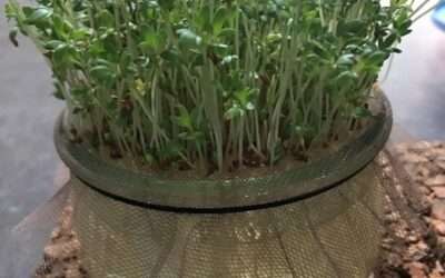 Kiemgroenten: ‘set it and forget it’