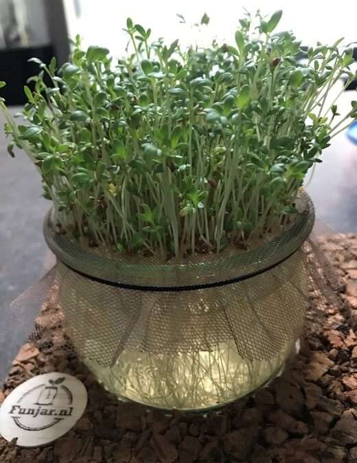 Kiemgroenten: ‘set it and forget it’