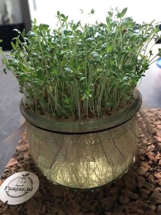 kiemgroenten in huis