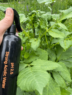 flesje sterk zuur water met pH2.5 bij plant met bladluis in de moestuin