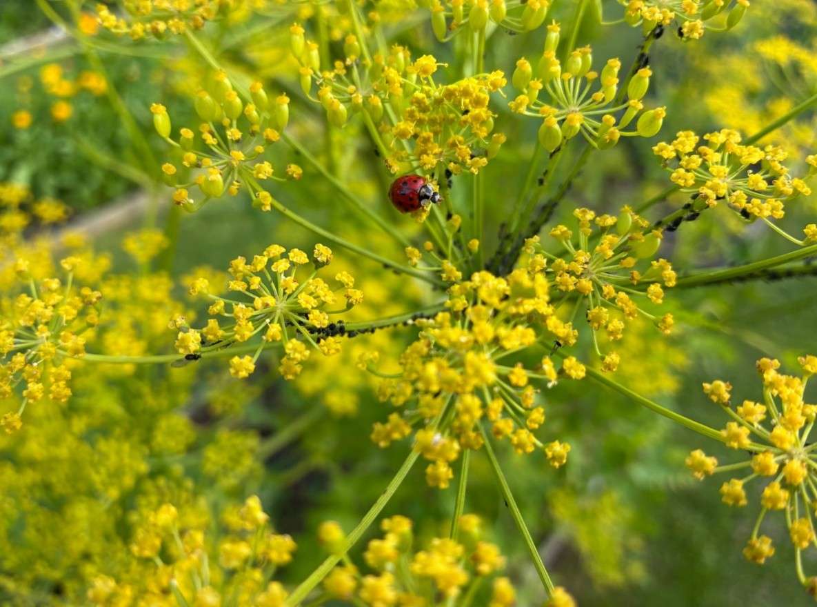 lieveheersbeestje-bladluis lieveheersbeestje de natuurlijke vijand van de bladluis