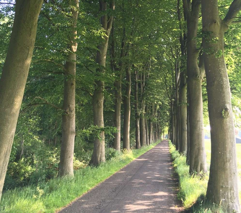 Bomen als symbool voor opstaan, groeien en je eigen weg volgen